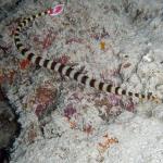 M0010897 a