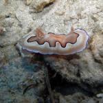 M0011886 