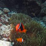 M0010137 