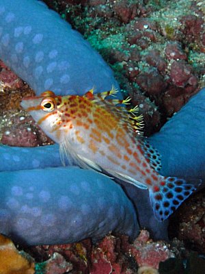 B�schelbarsch auf blauem Seestern - Pixy Hawkfish - Tauchurlaub Philippinen