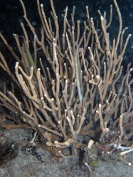 Unterwasserfotos Tauchbilder Tauchen Apo Island / Philippinen