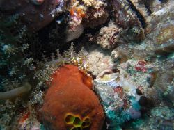 Unterwasserfotos Tauchbilder Tauchen Malapascua / Cebu / Philippinen