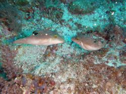 Unterwasserfotos Tauchbilder Tauchen Malapascua / Cebu / Philippinen