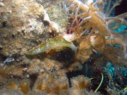 Unterwasserfotos Tauchbilder Tauchen Malapascua / Cebu / Philippinen