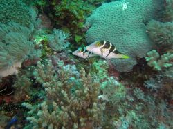 Unterwasserfotos Tauchbilder Tauchen Malapascua / Cebu / Philippinen