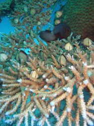Unterwasserfotos Tauchbilder Tauchen Panglao Island / Philippinen