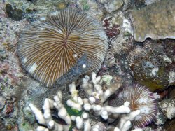 Unterwasserfotos Tauchbilder Tauchen Siquior Island / Philippinen