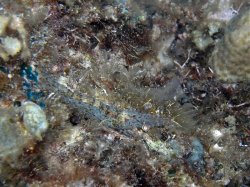 Unterwasserfotos Tauchbilder Tauchen Siquior Island / Philippinen