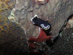 Unterwasserfotos Tauchbilder Tauchen Siquior Island / Philippinen