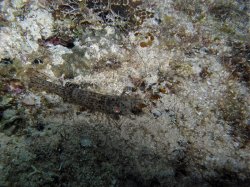 Unterwasserfotos Tauchbilder Tauchen Siquior Island / Philippinen