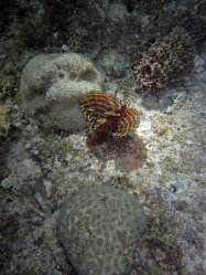 Unterwasserfotos Tauchbilder Tauchen Siquior Island / Philippinen