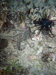 Unterwasserfotos Tauchbilder Tauchen Siquior Island / Philippinen