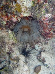 Unterwasserfotos Tauchbilder Tauchen Siquior Island / Philippinen