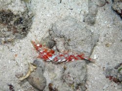 Unterwasserfotos Tauchbilder Tauchen Siquior Island / Philippinen