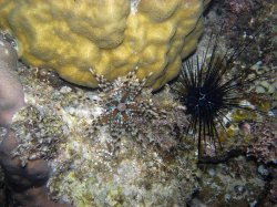 Unterwasserfotos Tauchbilder Tauchen Siquior Island / Philippinen