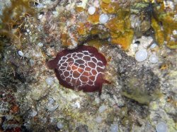 Unterwasserfotos Tauchbilder Tauchen Siquior Island / Philippinen