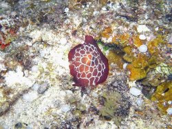 Unterwasserfotos Tauchbilder Tauchen Siquior Island / Philippinen