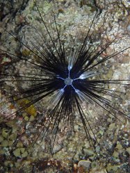 Unterwasserfotos Tauchbilder Tauchen Siquior Island / Philippinen