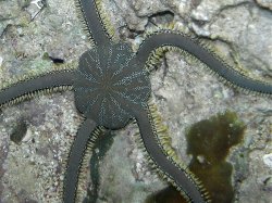 Unterwasserfotos Tauchbilder Tauchen Siquior Island / Philippinen