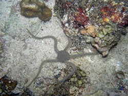 Unterwasserfotos Tauchbilder Tauchen Siquior Island / Philippinen