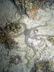 Unterwasserfotos Tauchbilder Tauchen Siquior Island / Philippinen