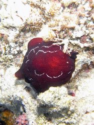 Unterwasserfotos Tauchbilder Tauchen Siquior Island / Philippinen