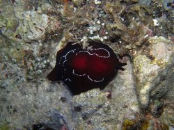 Unterwasserfotos Tauchbilder Tauchen Siquior Island / Philippinen