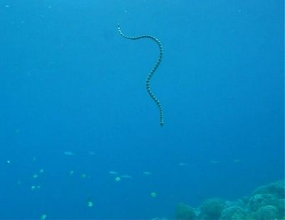 Video 1: Banded SeaSnake Apo Island / Philippinen