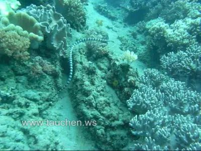 Video 2: Banded SeaSnake Apo Island / Philippinen