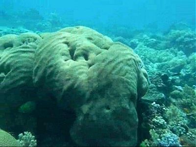 Video 2: Banded SeaSnake Apo Island / Philippinen