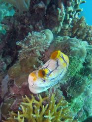 Unterwasserfotos Tauchbilder Tauchen Camiguin / Mindanao  Philippinen