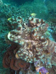 Unterwasserfotos Tauchbilder Tauchen Camiguin / Mindanao  Philippinen