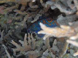 Unterwasserfotos Tauchbilder Tauchen Camiguin / Mindanao  Philippinen