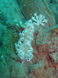 Unterwasserfotos Tauchbilder Tauchen Camiguin / Mindanao  Philippinen