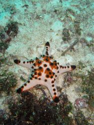 Unterwasserfotos Tauchbilder Tauchen Balicasag Island / Philippinen