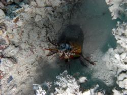 Unterwasserfotos Tauchbilder Tauchen Balicasag Island / Philippinen