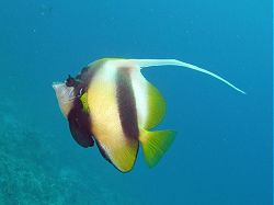 Unterwasserfotos Tauchbilder Tauchen Rotes Meer Port Ghalib (Marsa Alam) Resta Grand Resort / Matthes Reef Divers 