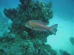Unterwasserfotos Tauchbilder Tauchen Rotes Meer Port Ghalib (Marsa Alam) Resta Grand Resort / Matthes Reef Divers 