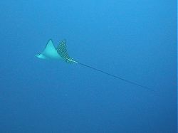 Unterwasserfotos Tauchbilder Tauchen Rotes Meer Port Ghalib (Marsa Alam) Resta Grand Resort / Matthes Reef Divers 