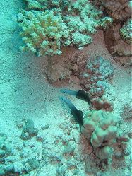 Unterwasserfotos Tauchbilder Tauchen Rotes Meer Port Ghalib (Marsa Alam) Resta Grand Resort / Matthes Reef Divers 