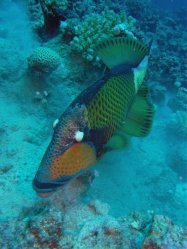 Unterwasserfotos Tauchbilder Tauchen Rotes Meer Port Ghalib (Marsa Alam) Resta Grand Resort / Matthes Reef Divers 