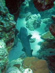 Unterwasserfotos Tauchbilder Tauchen Rotes Meer Port Ghalib (Marsa Alam) Resta Grand Resort / Matthes Reef Divers 