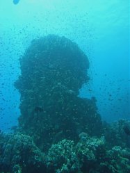 Unterwasserfotos Tauchbilder Tauchen Rotes Meer Port Ghalib (Marsa Alam) Resta Grand Resort / Matthes Reef Divers 