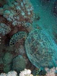 Unterwasserfotos Tauchbilder Tauchen Rotes Meer Port Ghalib (Marsa Alam) Resta Grand Resort / Matthes Reef Divers 