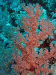 Unterwasserfotos Tauchbilder Tauchen Rotes Meer Port Ghalib (Marsa Alam) Resta Grand Resort / Matthes Reef Divers 