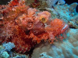 Unterwasserfotos Tauchbilder Tauchen Rotes Meer Port Ghalib (Marsa Alam) Resta Grand Resort / Matthes Reef Divers 