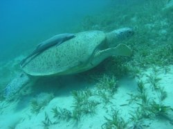 Unterwasserfotos Tauchbilder Tauchen Rotes Meer Port Ghalib (Marsa Alam) Resta Grand Resort / Matthes Reef Divers 
