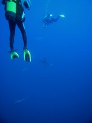 Unterwasserfotos Tauchbilder Tauchen Rotes Meer Mai 2010 MY Blue Seas Blue Planet Liveaboards