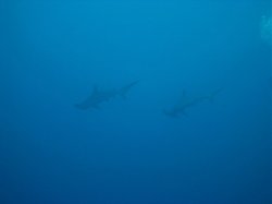 Unterwasserfotos Tauchbilder Tauchen Rotes Meer Mai 2010 MY Blue Seas Blue Planet Liveaboards
