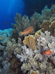 Unterwasserfotos Tauchbilder Tauchen Rotes Meer Mai 2010 MY Blue Seas Blue Planet Liveaboards